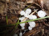 Delicatula integrella image