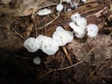 Delicatula integrella image