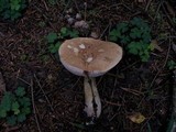 Tylopilus felleus image