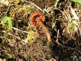 Cortinarius heterosporus image