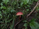 Boletus ripariellus image