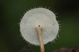 Lentinus swartzii image