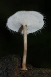 Lentinus swartzii image