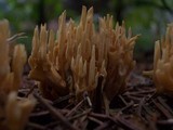 Ramaria eumorpha image