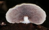 Melanotus horizontalis image