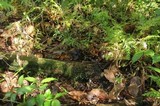 Delicatula integrella image