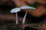 Delicatula integrella image