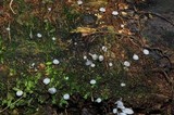 Delicatula integrella image