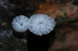 Delicatula integrella image