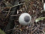 Agaricus placomyces image