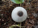 Agaricus placomyces image