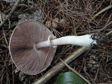 Agaricus placomyces image