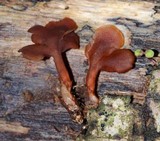 Dacryopinax elegans image