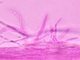 Hemimycena cucullata image