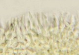 Hemimycena cucullata image
