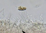 Hemimycena cucullata image
