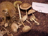 Gymnopus peronatus image