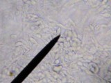 Hemimycena cucullata image