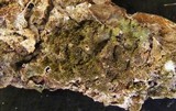 Melanohalea exasperatula image