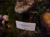 Cortinarius superbus image