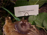 Cortinarius vanduzerensis image