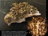 Melanohalea exasperatula image
