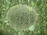 Trypethelium virens image