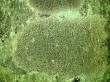Trypethelium virens image