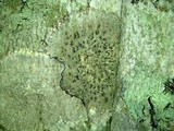 Trypethelium virens image