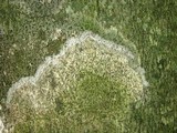 Trypethelium virens image