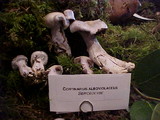 Cortinarius alboviolaceus image