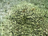 Trypethelium virens image