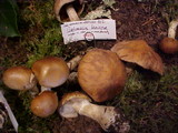 Cortinarius laniger image