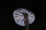 Entoloma luteum image