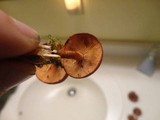 Gymnopilus liquiritiae image