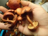 Gymnopilus liquiritiae image