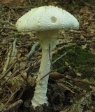 Amanita cokeri image