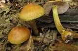 Cortinarius corrugatus image