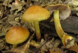 Cortinarius corrugatus image