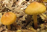 Cortinarius corrugatus image