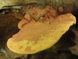 Hapalopilus rutilans image