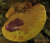 Hapalopilus rutilans image