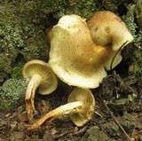 Pholiota angustipes image