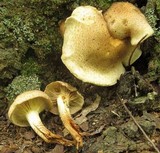 Pholiota angustipes image