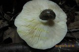 Lactarius chrysorrheus image