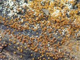 Nectria peziza image