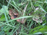 Abortiporus biennis image