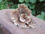 Abortiporus biennis image