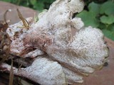 Abortiporus biennis image