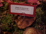 Paxillus involutus image